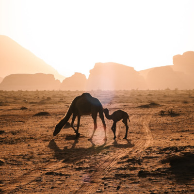 Washington to Amman flights