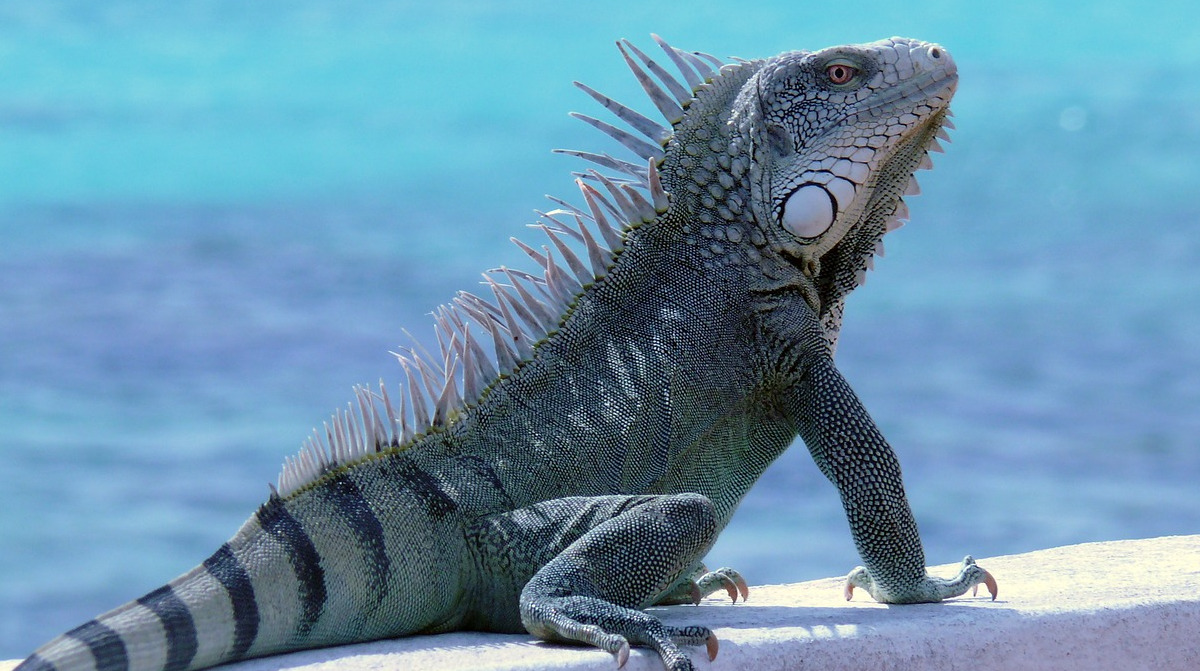 Roundtrip flight Toronto - Bonaire for $613