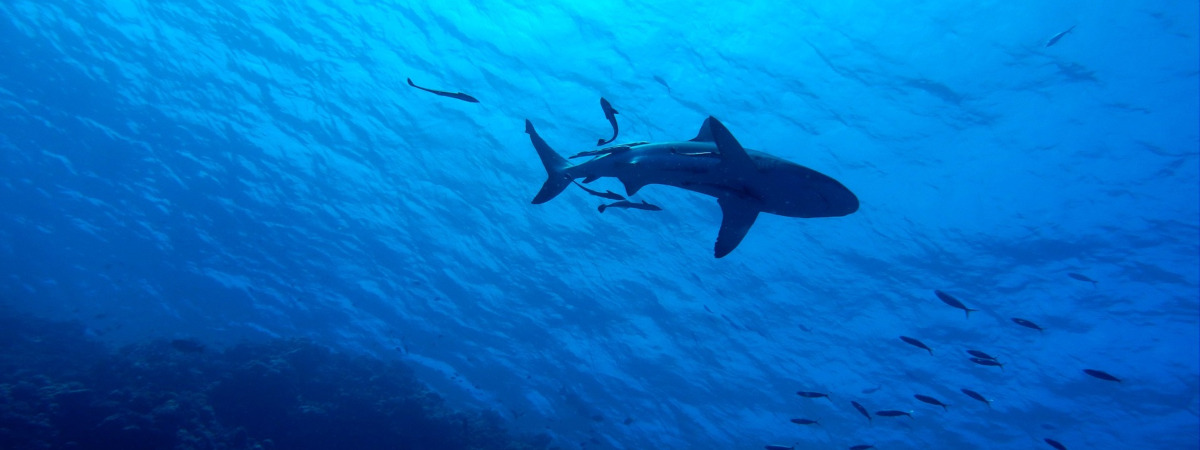 Roundtrip flight San Francisco - Cairns for $886