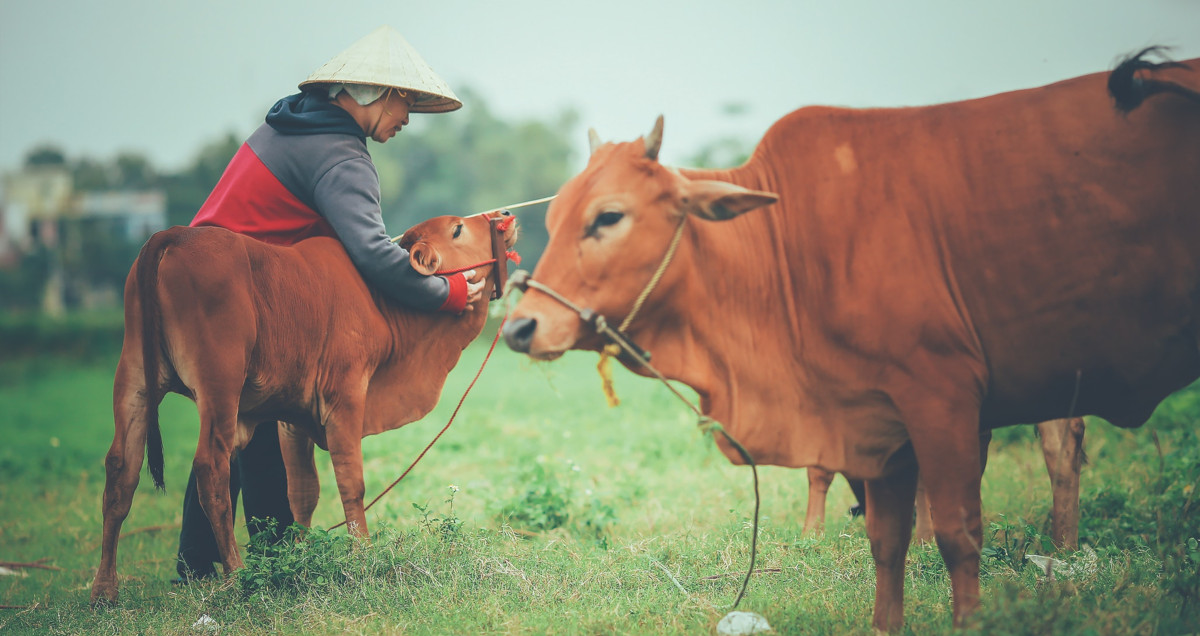 Roundtrip flight Toronto - Da Nang-Hoi An for $890