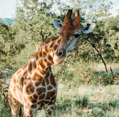 Toronto to Johannesburg flights