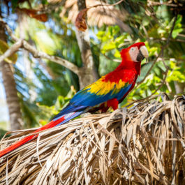 Cheap flights to Costa Rica for $259 roundtrip from Toronto