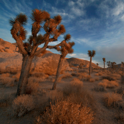 Toronto to Palm Springs flights