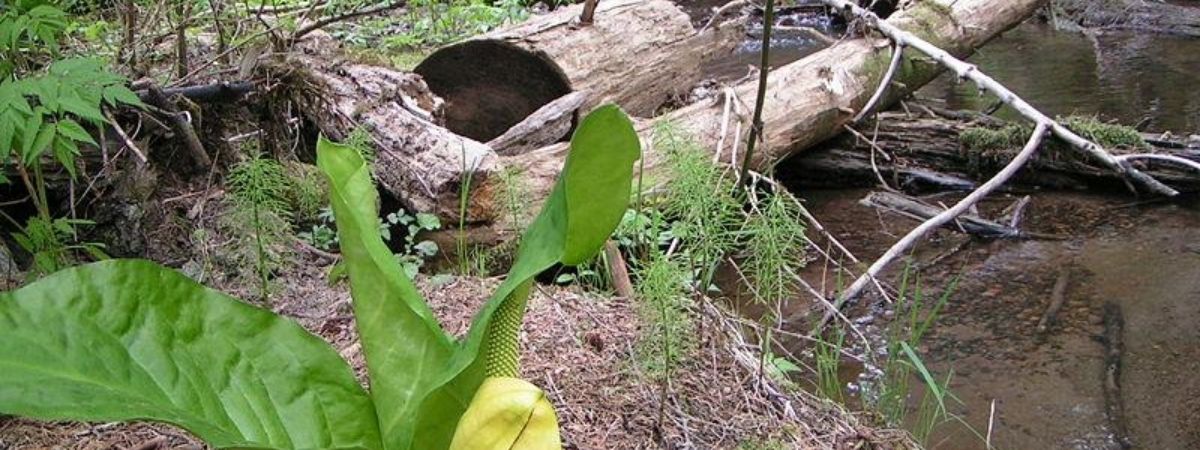 Roundtrip flight Edmonton - Terrace for $298