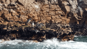Read more about the article Sortir des sentiers battus au Pérou: désert… et pingouins?