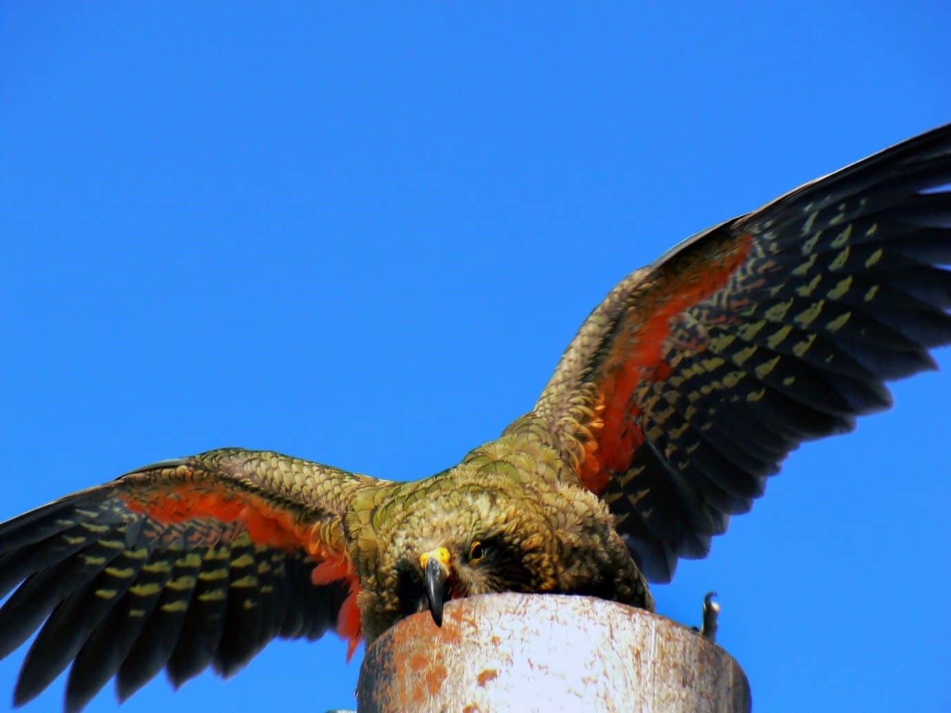 Kea