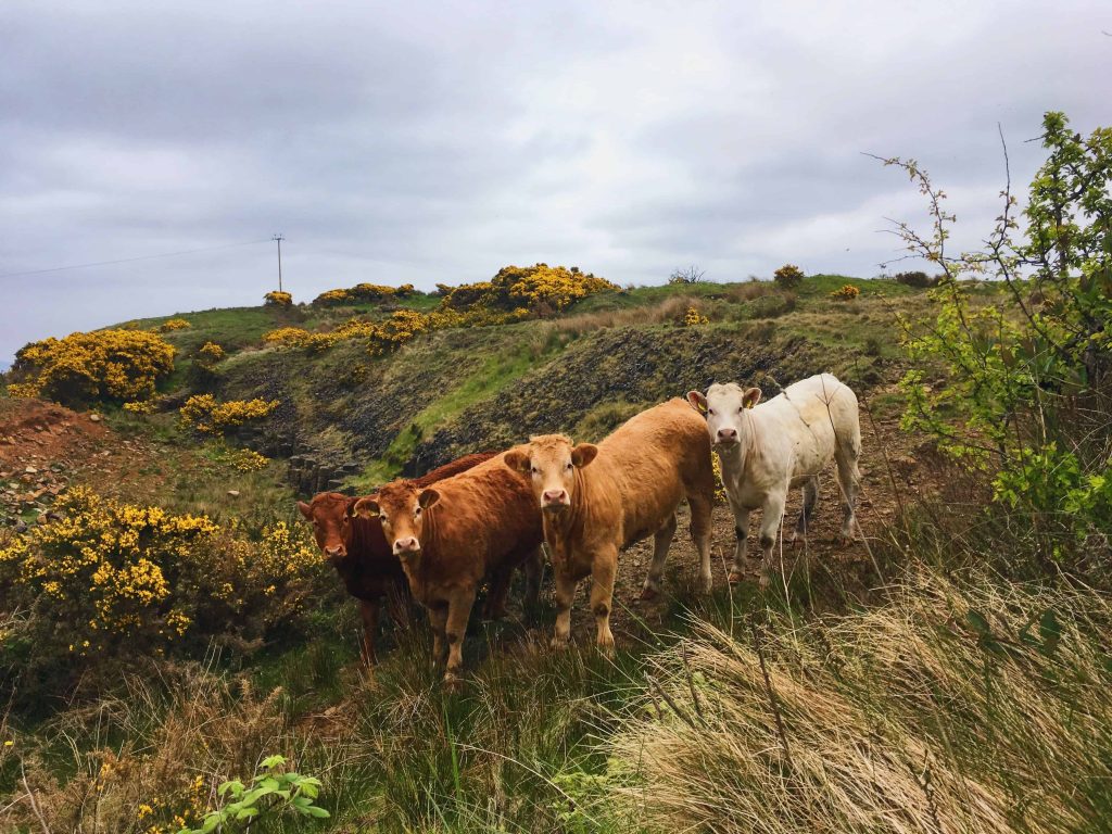 Cows in Ballintoy