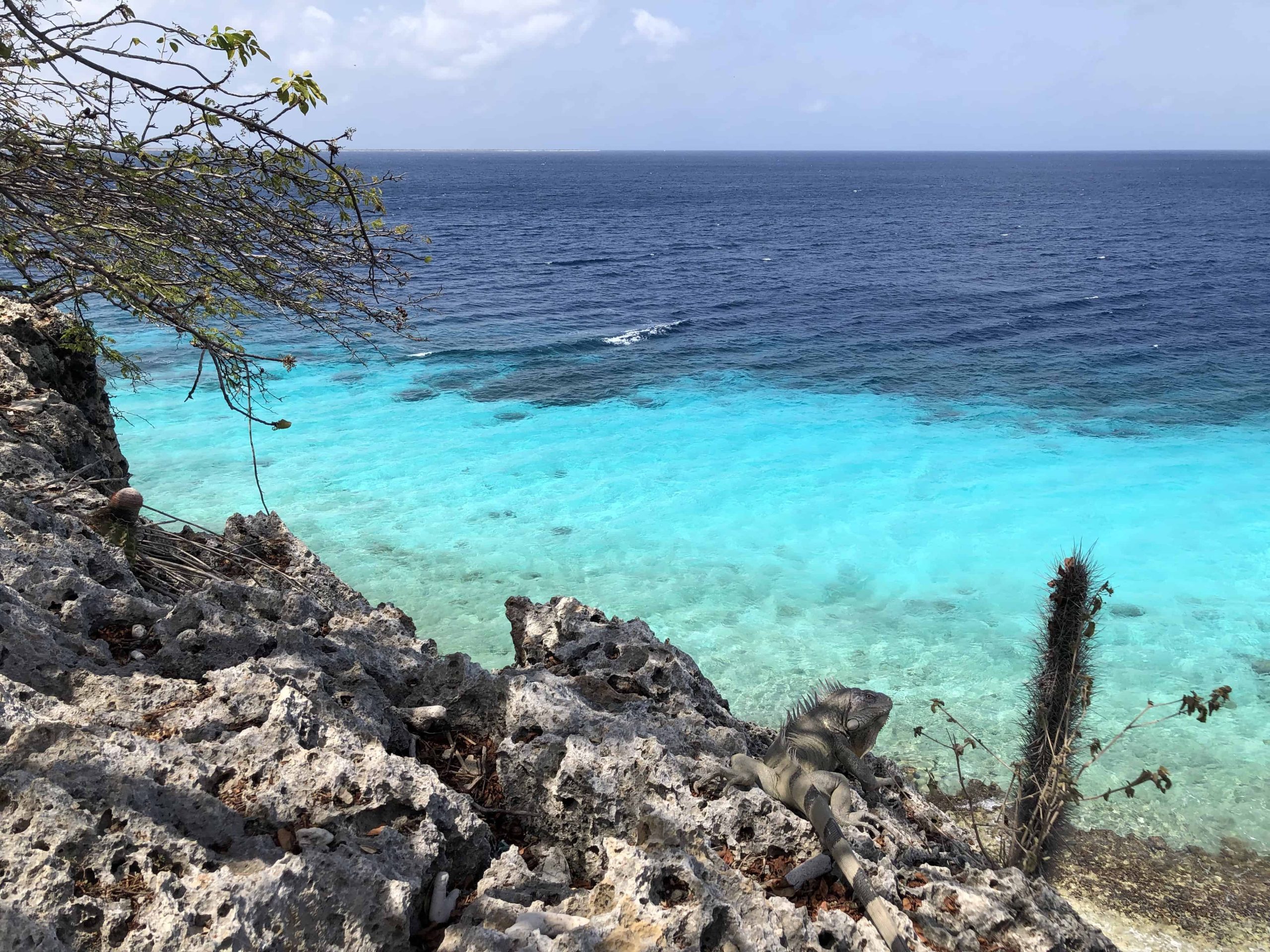 You are currently viewing My Free Week In Bonaire, A Beautiful Dutch Island In The Caribbean