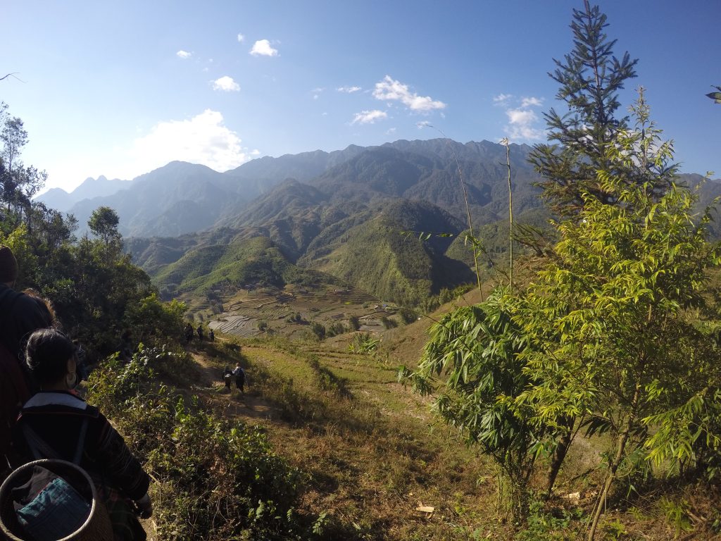 Rizières à Sapa, Vietnam