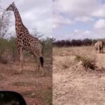 cheap safari south africa