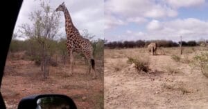 Read more about the article My 6 days in South Africa for $687 ($115 per day): 4 safaris, accommodation, transport and food