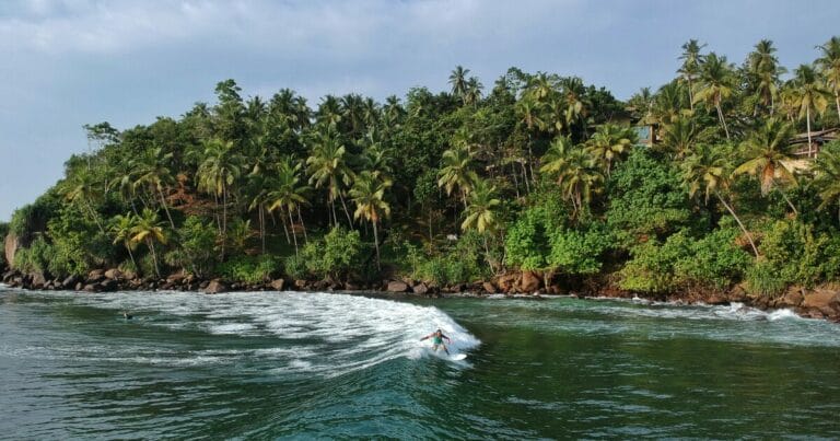 Person surfing a wave near a palm tree beach