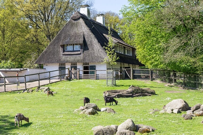 The animal enclosure in Bürgerpark, Bremen with goats eating grass and a thatching roof and white walls house behind it