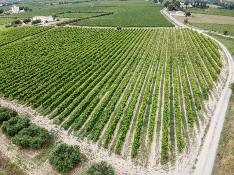 Neverending rows of vines on a vineyard in Penedès.