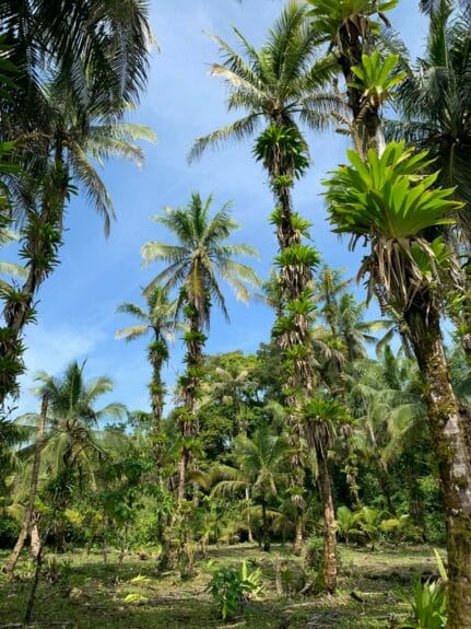 Tall trees in Bocas del Toro, Panama