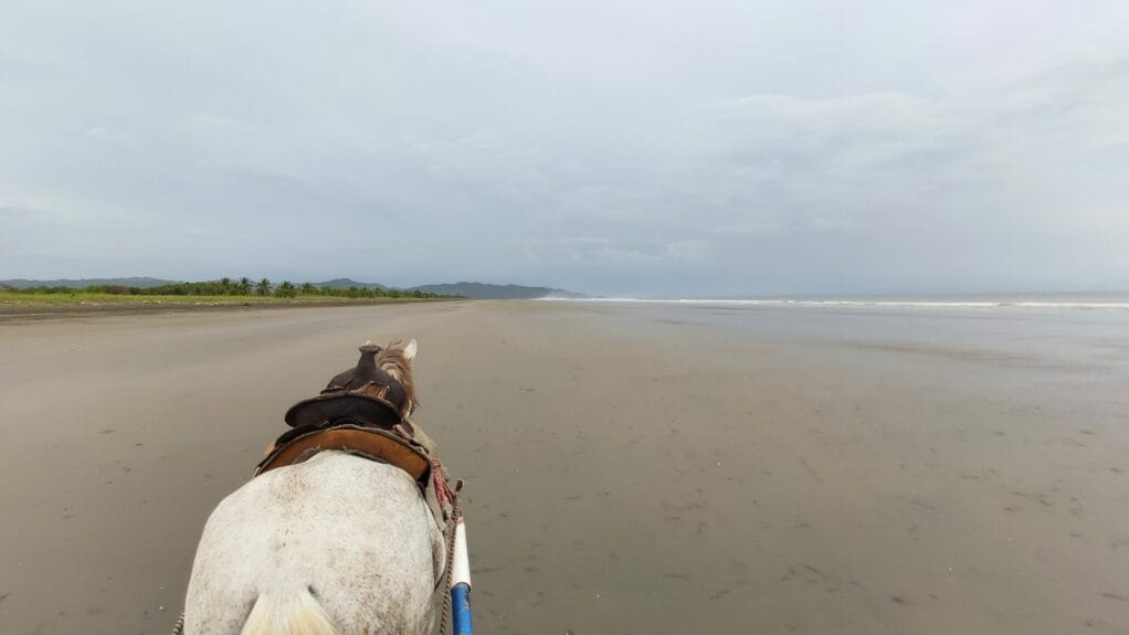 A horse walking on a vast beach of Isla Cañas, Panama.