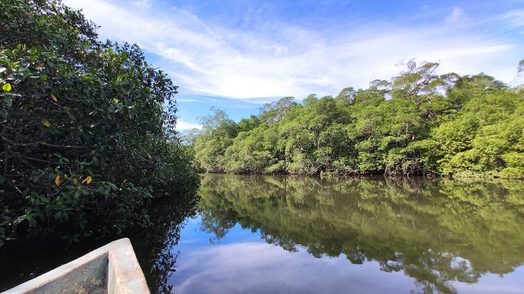 A tip of a boat in the mangroves of Isla Cañas, Panama.