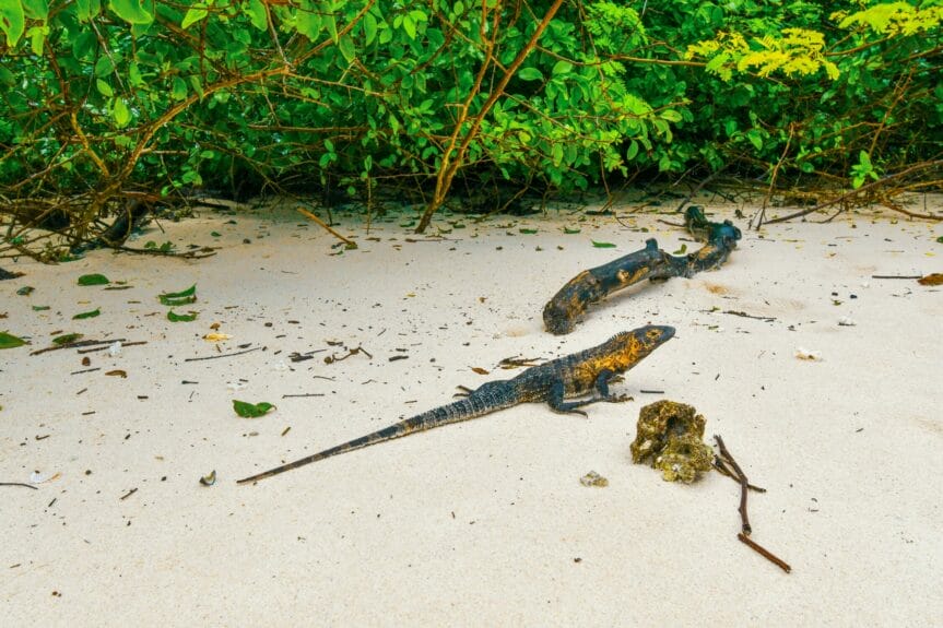 A lizard lying on top of a beach with plants in the background in Isla Iguana, Panama.