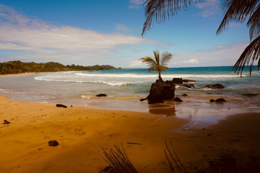 A brown beach with a palm tree in a rock at the side in Isla Bastimentos, Panama.