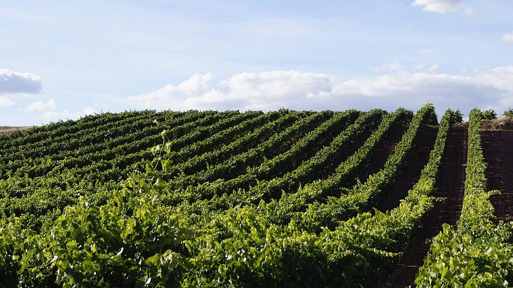View of a vineyard in La Rioja, Spain.